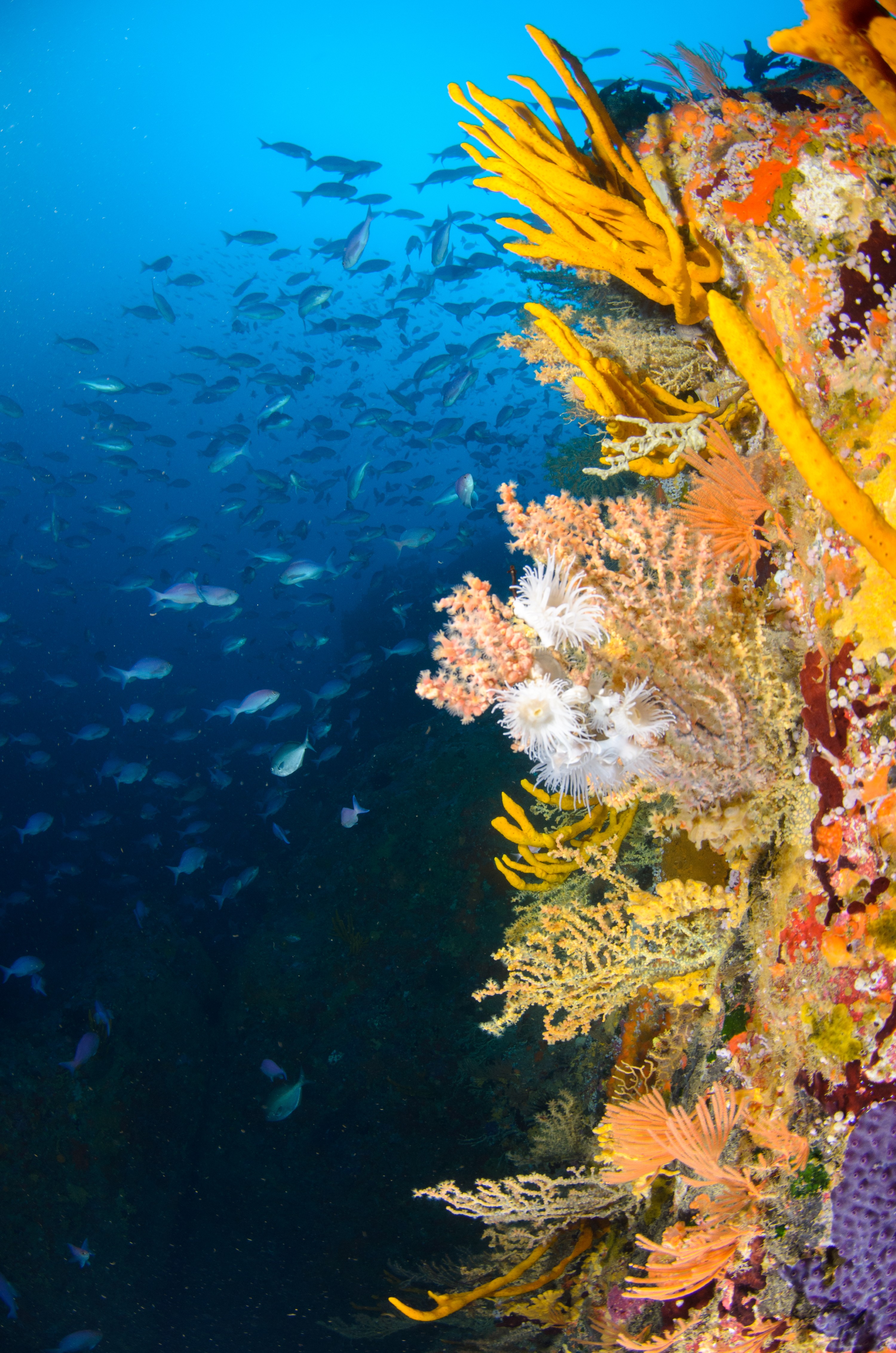 DSC_2409 – crispin, nz, new, zealand, new zealand, aug16_cm, Sponge, Anemone, pink maomao, leopard